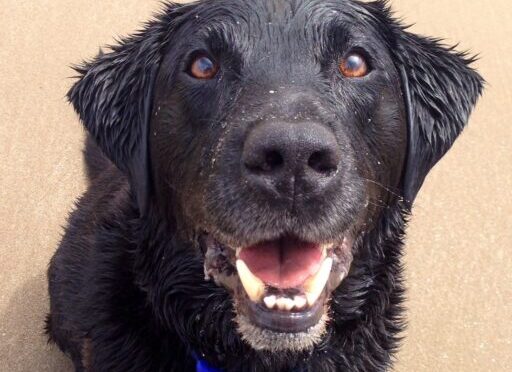 OTTO THE POLICE DOG 3: Games Over